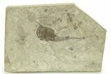 Eurypterus (Sea Scorpion) Fossil - Ukraine #271280-1